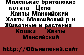 Маленькие британские котята › Цена ­ 1 000 - Ханты-Мансийский, Ханты-Мансийский р-н Животные и растения » Кошки   . Ханты-Мансийский